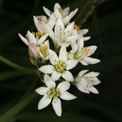 Amaryllidaceae