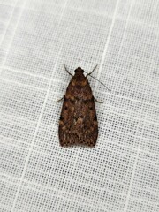 Mimaglossa nauplialis