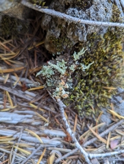 Cladonia carneola