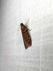 Mimaglossa nauplialis