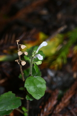 Scutellaria taiwanensis