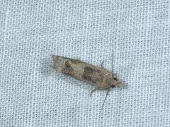 Crocidosema plebejana