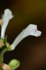 Scutellaria taiwanensis