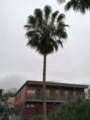 Washingtonia robusta