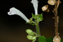 Scutellaria taiwanensis