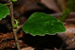 Scutellaria taiwanensis