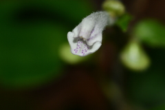 Scutellaria taiwanensis