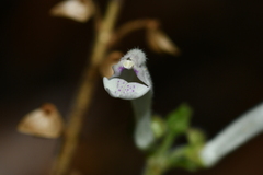 Scutellaria taiwanensis