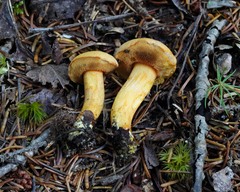 Chalciporus