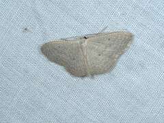 Scopula optivata