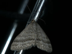 Scopula lydia