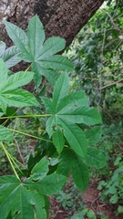 Cochlospermum vitifolium