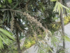 Melaleuca viminalis