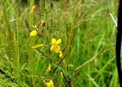 Chamaecrista mimosoides