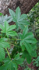 Cochlospermum vitifolium