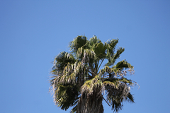 Washingtonia robusta