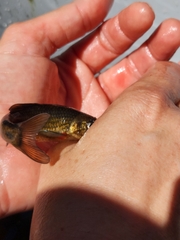 Pseudobarbus burchelli