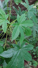 Cochlospermum vitifolium