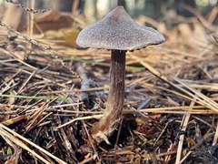 Cortinarius flexipes