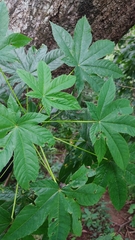 Cochlospermum vitifolium