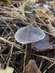 Cortinarius flexipes