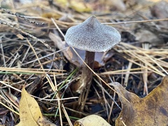 Cortinarius flexipes