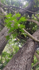 Cochlospermum vitifolium