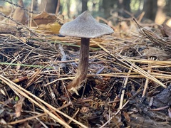 Cortinarius flexipes