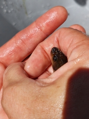 Pseudobarbus burchelli