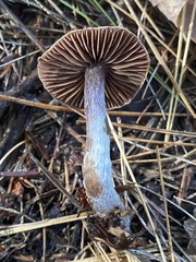 Cortinarius flexipes