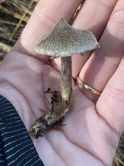 Cortinarius flexipes