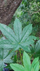 Cochlospermum vitifolium