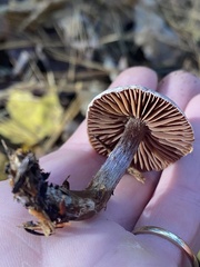 Cortinarius flexipes