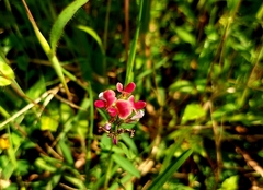 Alysicarpus vaginalis