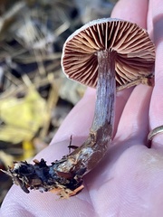Cortinarius flexipes
