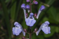 Scutellaria playfairii