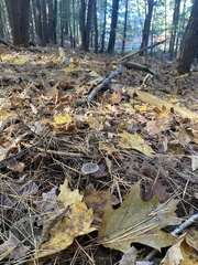 Cortinarius flexipes