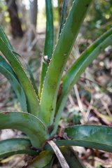 Aloe macra