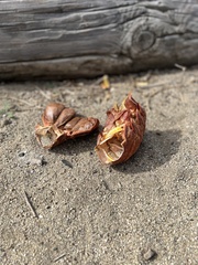 Panulirus interruptus