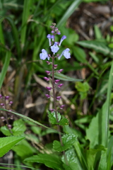 Scutellaria playfairii