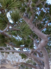 Pinus flexilis