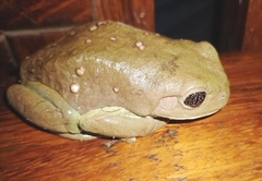 Agalychnis dacnicolor