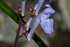 Scutellaria playfairii