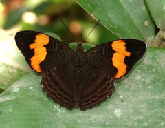 Adelpha irmina
