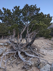 Pinus flexilis