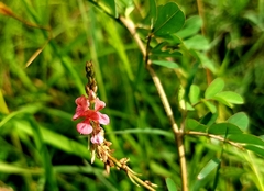 Indigofera hirsuta