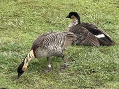 Branta sandvicensis
