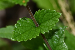 Scutellaria playfairii