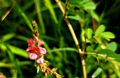 Indigofera hirsuta