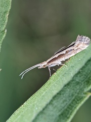 Plutellidae